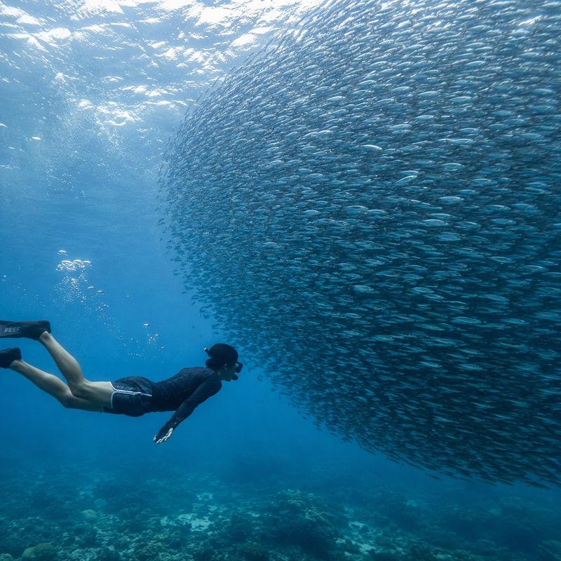 Moalboal Sardines